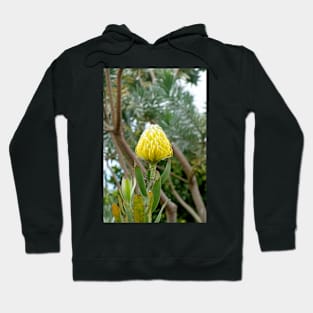 Lavender Farms Study 42 Hoodie